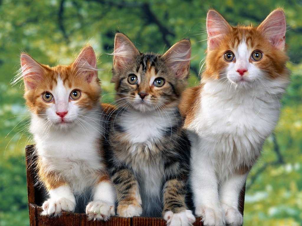 Three's a Crowd